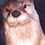 otter